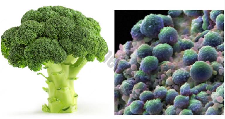 foto di broccoli e tumore